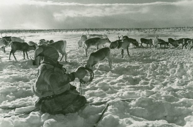 Reindeer with Sami people of North Artic Circle, Norway