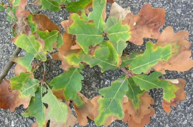 Oak leaf infected with Xylella fastidiosa