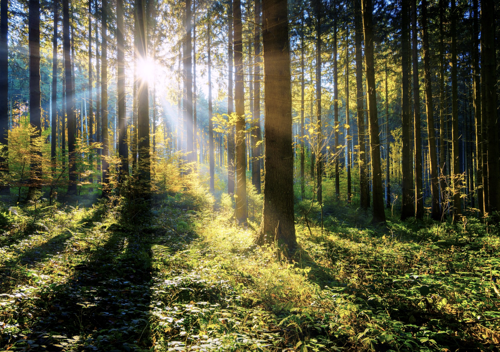 Image of trees in a forest