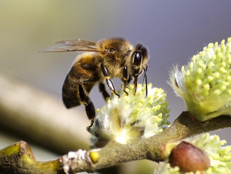 World Bee Day 2025 – Government Science and Engineering
