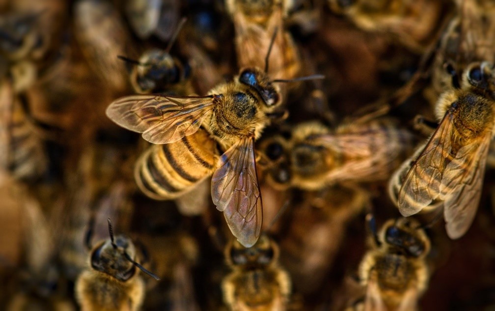 World Bee Day 2025 – Government Science and Engineering